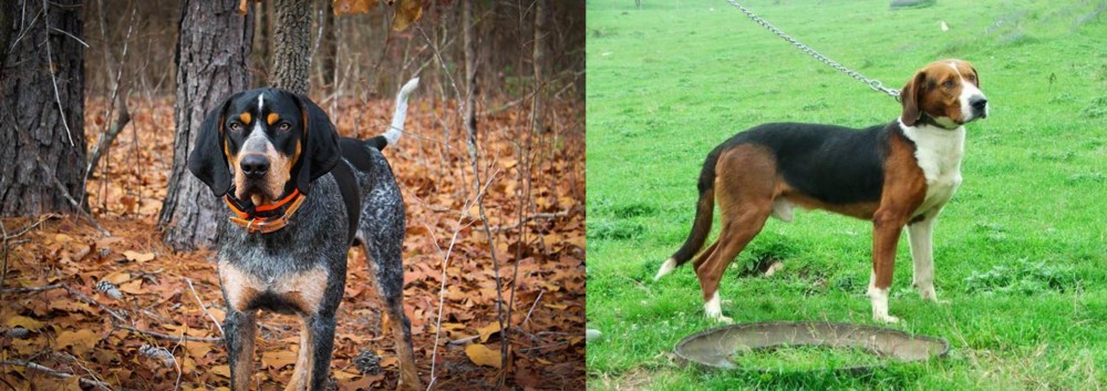 Serbian Tricolour Hound vs Bluetick Coonhound - Breed Comparison