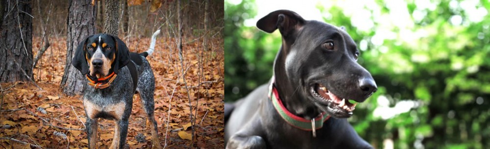 Shepard Labrador vs Bluetick Coonhound - Breed Comparison