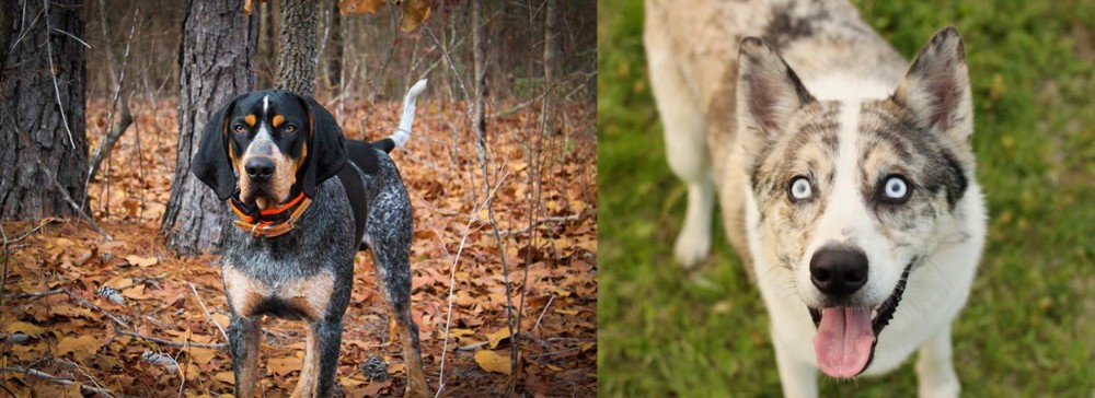 Shepherd Husky vs Bluetick Coonhound - Breed Comparison