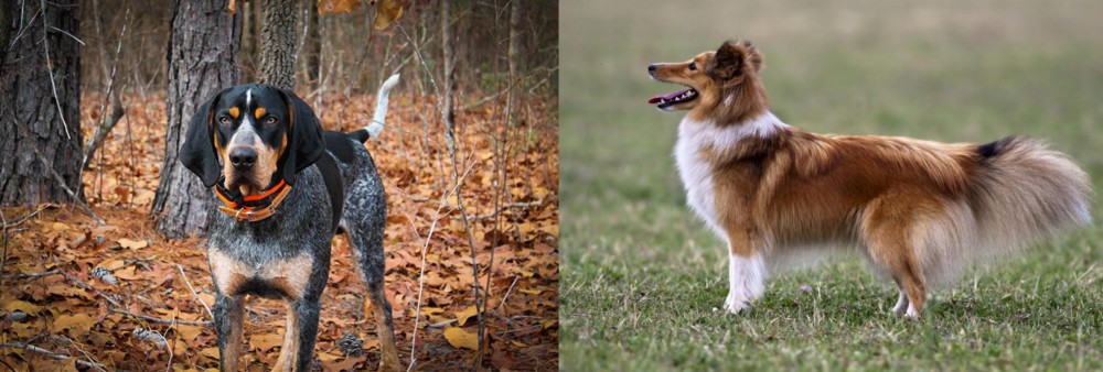 Shetland Sheepdog vs Bluetick Coonhound - Breed Comparison