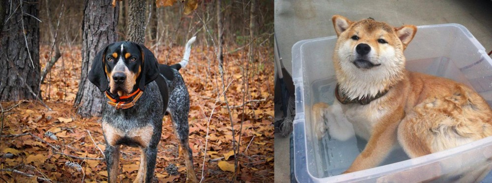 Shiba Inu vs Bluetick Coonhound - Breed Comparison