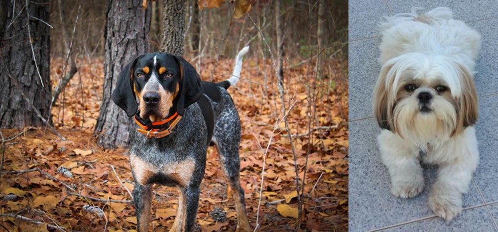 Shih Tzu vs Bluetick Coonhound - Breed Comparison