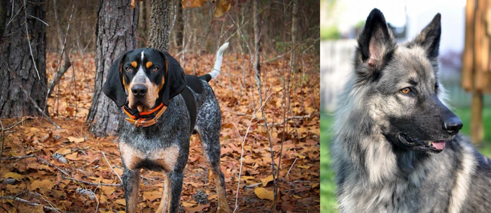 Shiloh Shepherd vs Bluetick Coonhound - Breed Comparison