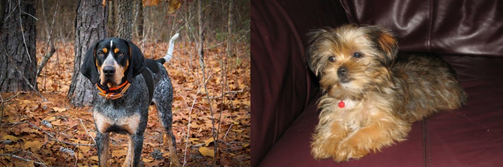 Shorkie vs Bluetick Coonhound - Breed Comparison