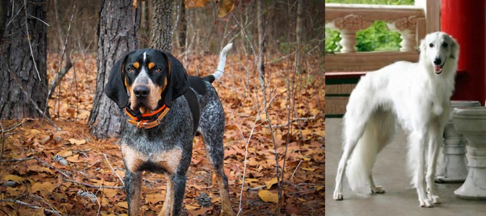 Silken Windhound vs Bluetick Coonhound - Breed Comparison