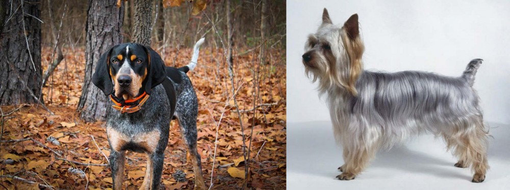 Silky Terrier vs Bluetick Coonhound - Breed Comparison