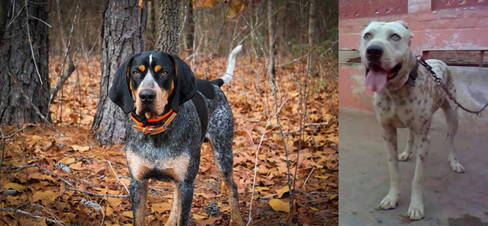 Sindh Mastiff vs Bluetick Coonhound - Breed Comparison