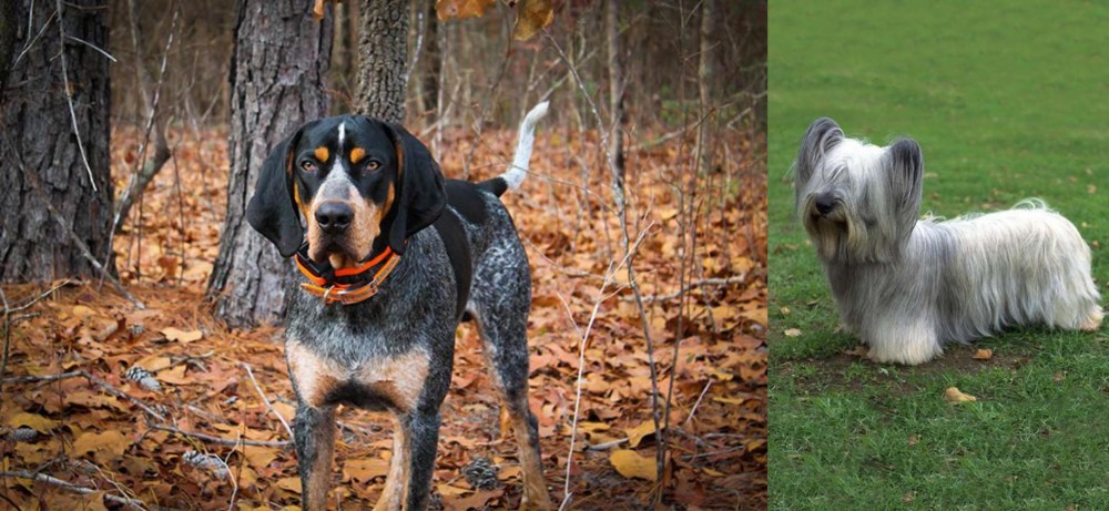 Skye Terrier vs Bluetick Coonhound - Breed Comparison