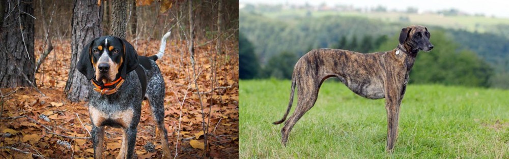 Sloughi vs Bluetick Coonhound - Breed Comparison