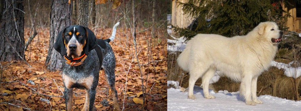 Slovak Cuvac vs Bluetick Coonhound - Breed Comparison