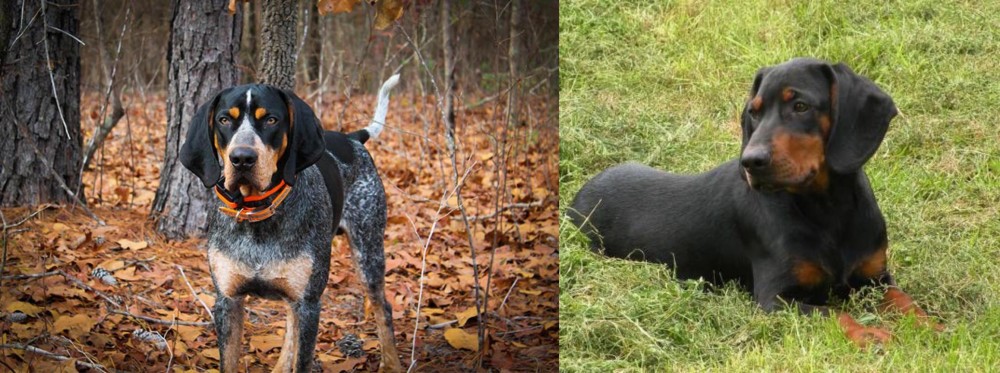 Slovakian Hound vs Bluetick Coonhound - Breed Comparison