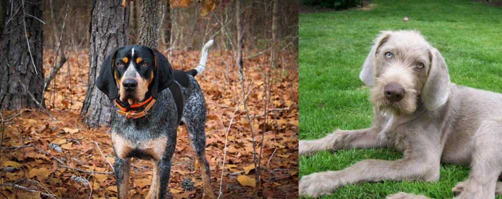 Slovakian Rough Haired Pointer vs Bluetick Coonhound - Breed Comparison