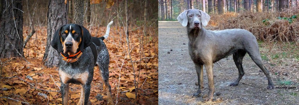 Slovensky Hrubosrsty Stavac vs Bluetick Coonhound - Breed Comparison