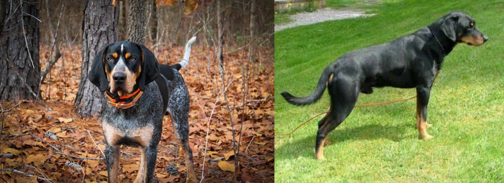 Smalandsstovare vs Bluetick Coonhound - Breed Comparison