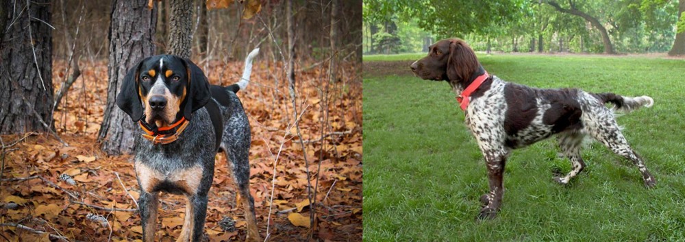 Small Munsterlander vs Bluetick Coonhound - Breed Comparison