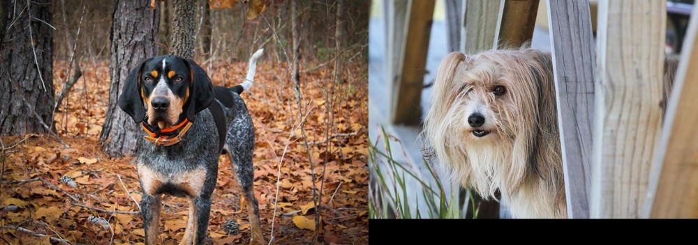 Smithfield vs Bluetick Coonhound - Breed Comparison