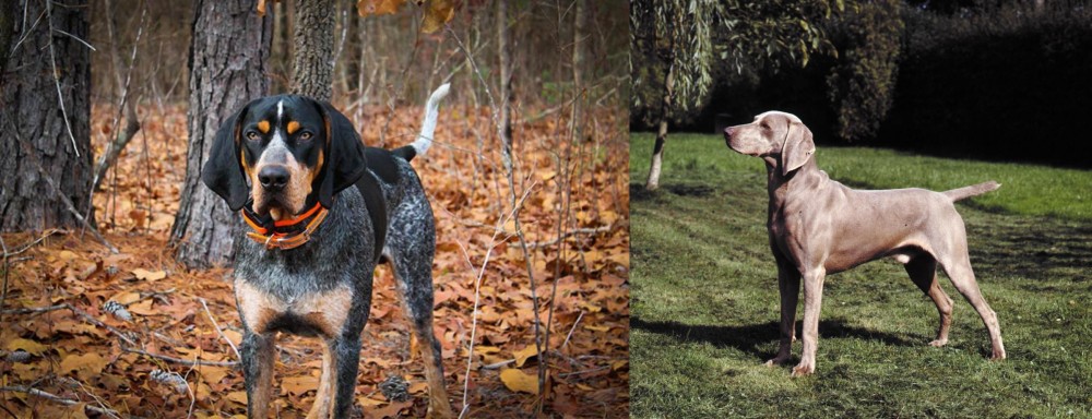 Smooth Haired Weimaraner vs Bluetick Coonhound - Breed Comparison