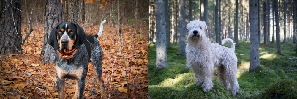 Soft-Coated Wheaten Terrier vs Bluetick Coonhound - Breed Comparison
