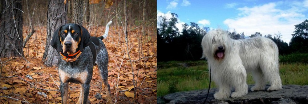 South Russian Ovcharka vs Bluetick Coonhound - Breed Comparison