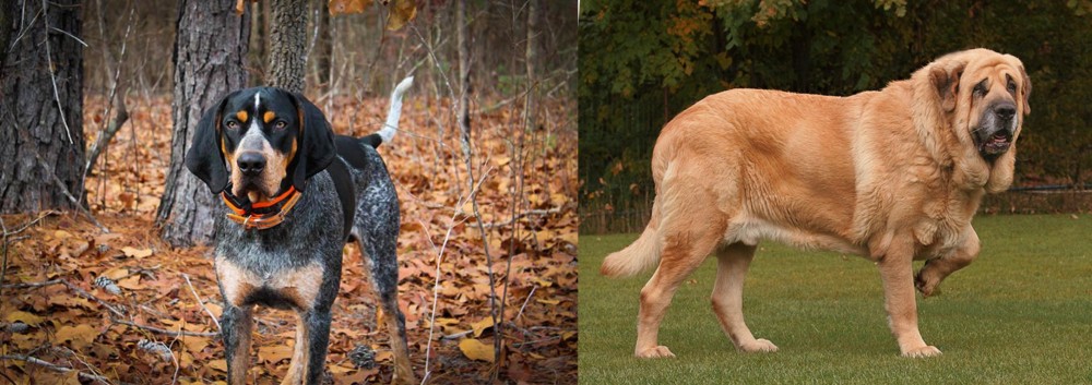 Spanish Mastiff vs Bluetick Coonhound - Breed Comparison