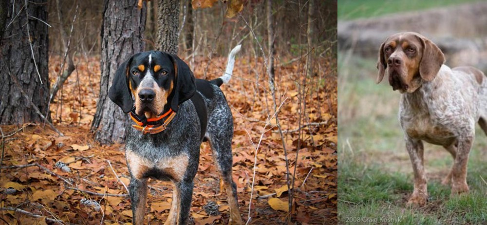 Spanish Pointer vs Bluetick Coonhound - Breed Comparison