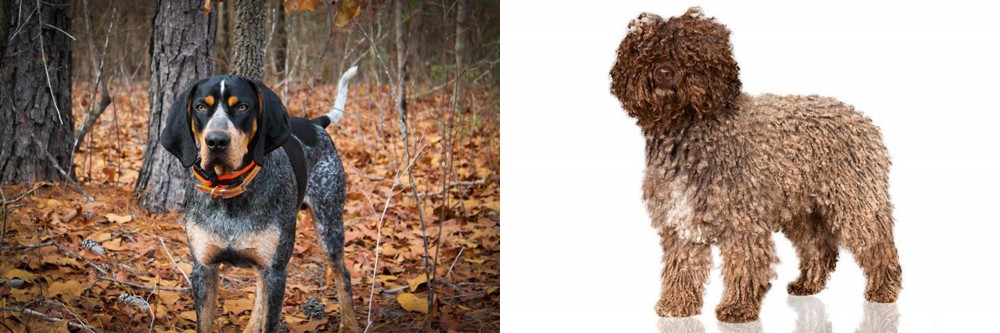 Spanish Water Dog vs Bluetick Coonhound - Breed Comparison