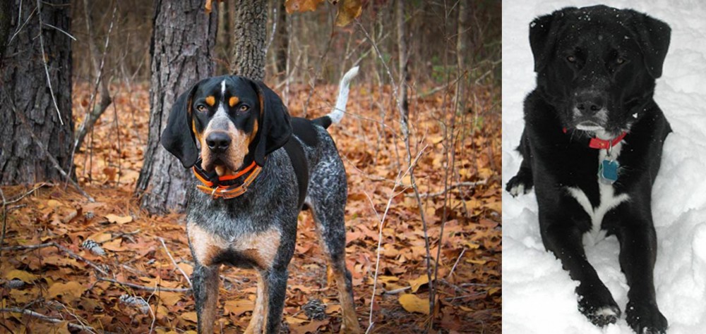 St. John's Water Dog vs Bluetick Coonhound - Breed Comparison