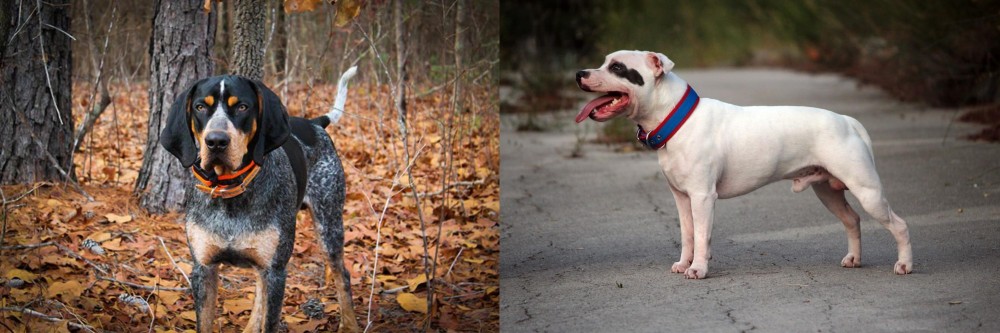 Staffordshire Bull Terrier vs Bluetick Coonhound - Breed Comparison