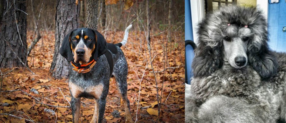 Standard Poodle vs Bluetick Coonhound - Breed Comparison