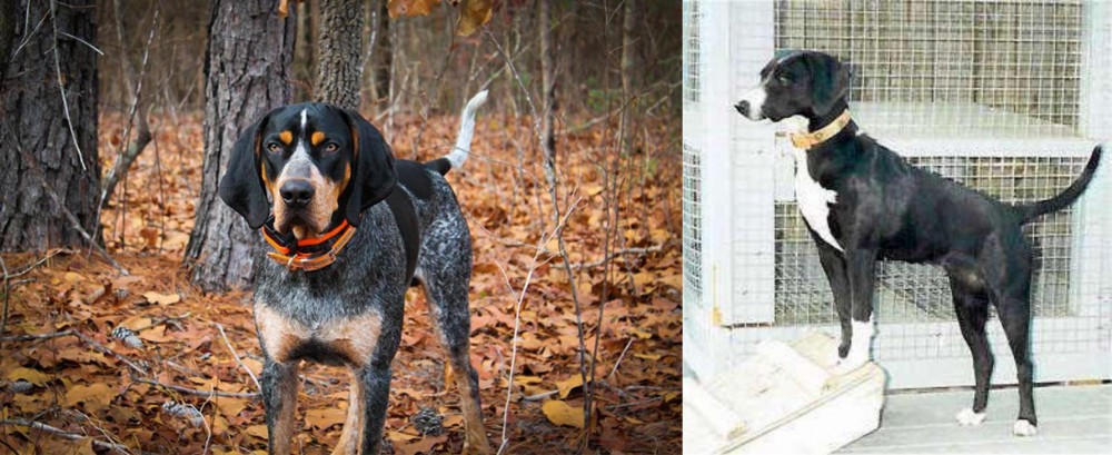 Stephens Stock vs Bluetick Coonhound - Breed Comparison