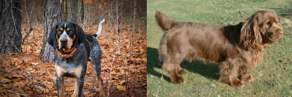 Sussex Spaniel vs Bluetick Coonhound - Breed Comparison