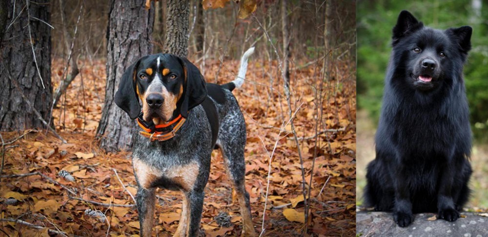 Swedish Lapphund vs Bluetick Coonhound - Breed Comparison