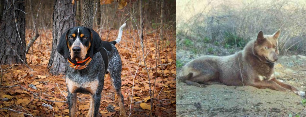 Tahltan Bear Dog vs Bluetick Coonhound - Breed Comparison