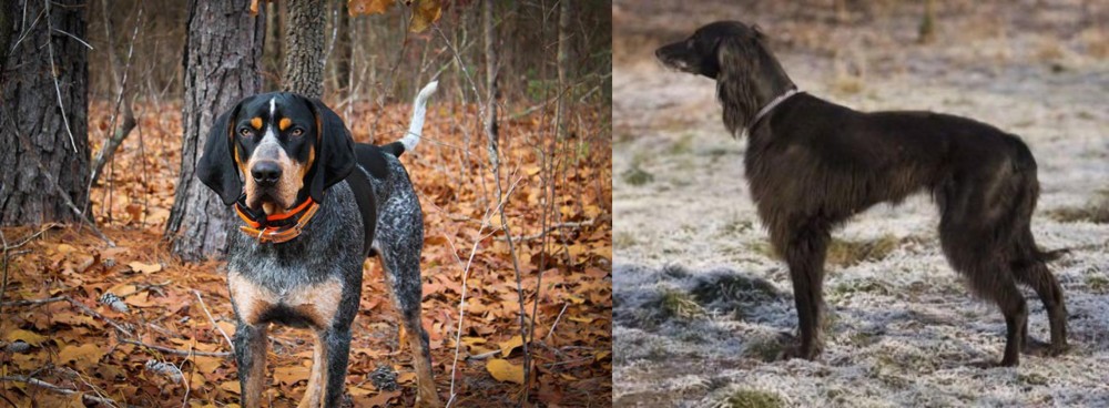 Taigan vs Bluetick Coonhound - Breed Comparison
