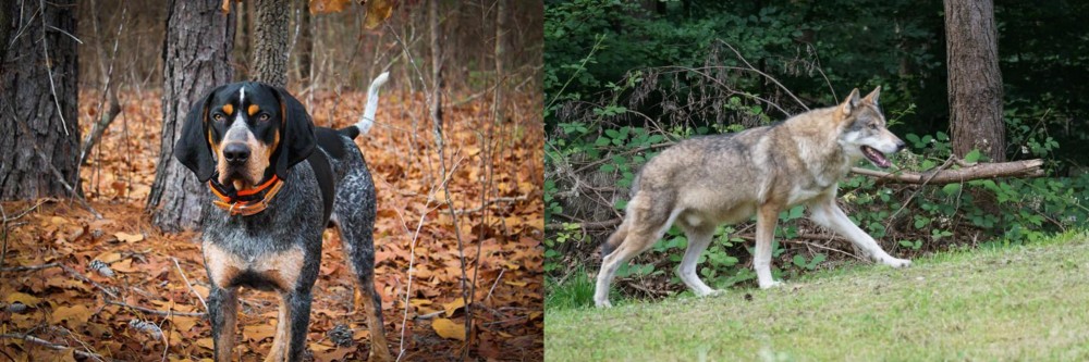 Tamaskan vs Bluetick Coonhound - Breed Comparison