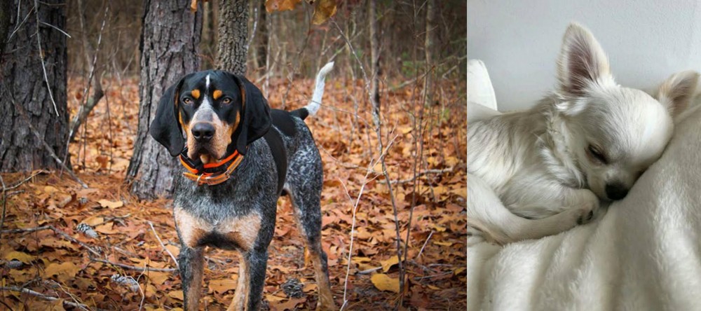 Tea Cup Chihuahua vs Bluetick Coonhound - Breed Comparison