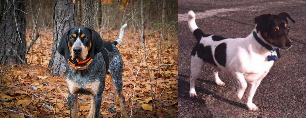 Teddy Roosevelt Terrier vs Bluetick Coonhound - Breed Comparison