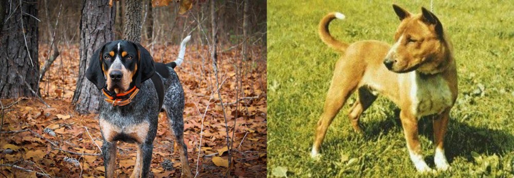 Telomian vs Bluetick Coonhound - Breed Comparison