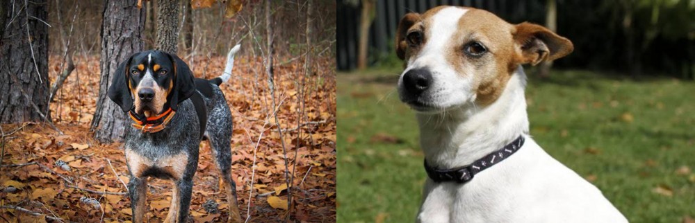 Tenterfield Terrier vs Bluetick Coonhound - Breed Comparison