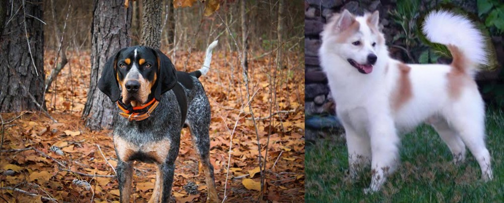 Thai Bangkaew vs Bluetick Coonhound - Breed Comparison