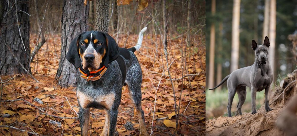 Thai Ridgeback vs Bluetick Coonhound - Breed Comparison