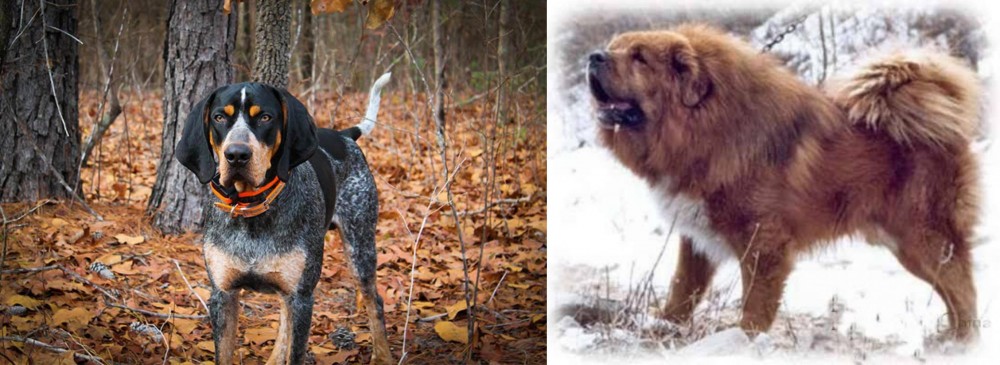 Tibetan Kyi Apso vs Bluetick Coonhound - Breed Comparison