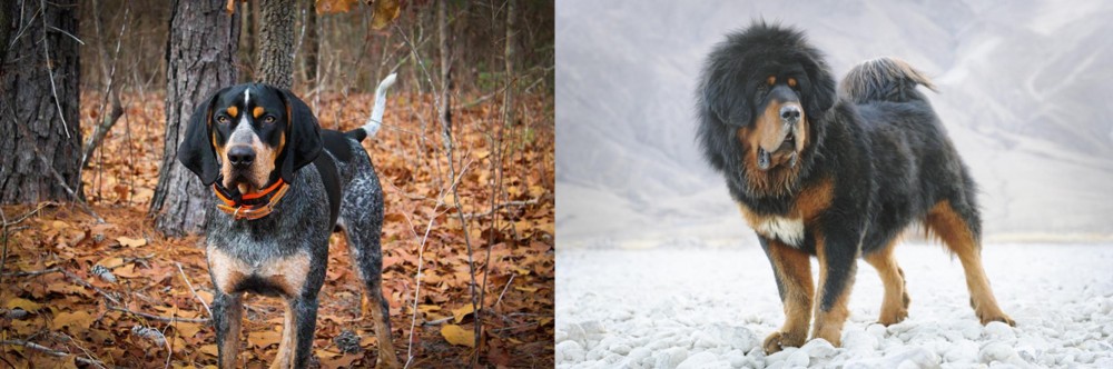 Tibetan Mastiff vs Bluetick Coonhound - Breed Comparison