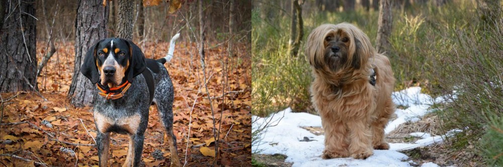 Tibetan Terrier vs Bluetick Coonhound - Breed Comparison