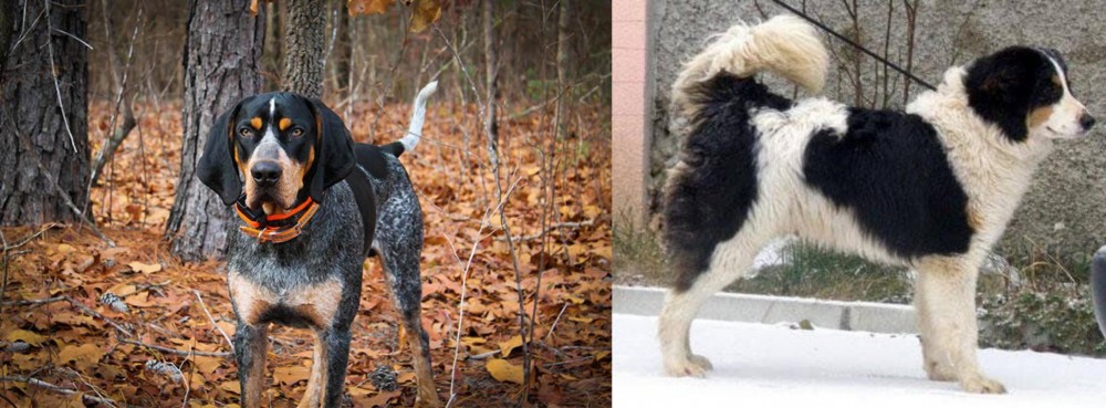 Tornjak vs Bluetick Coonhound - Breed Comparison