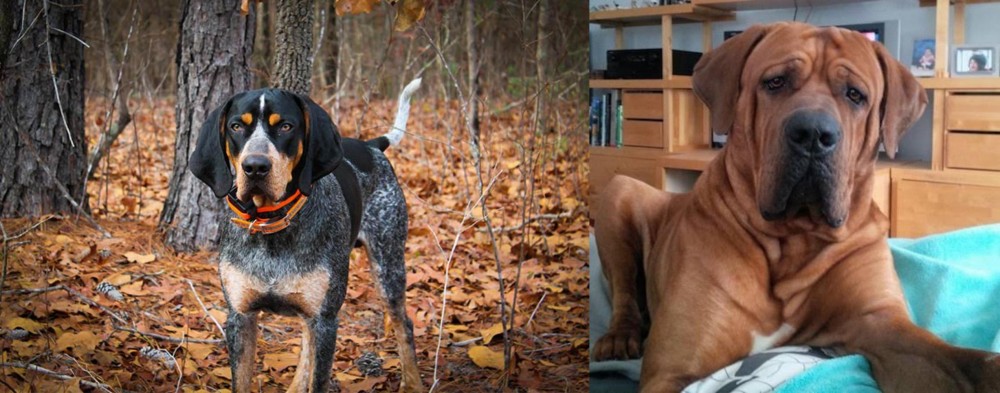 Tosa vs Bluetick Coonhound - Breed Comparison