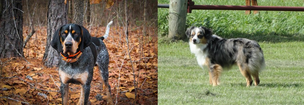 Toy Australian Shepherd vs Bluetick Coonhound - Breed Comparison