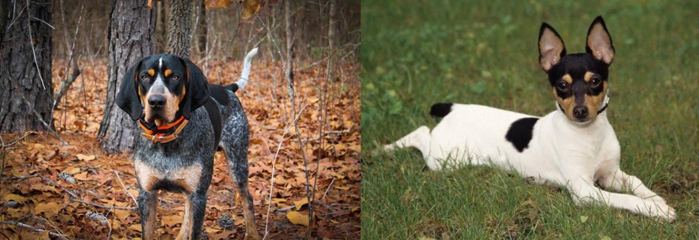 Toy Fox Terrier vs Bluetick Coonhound - Breed Comparison