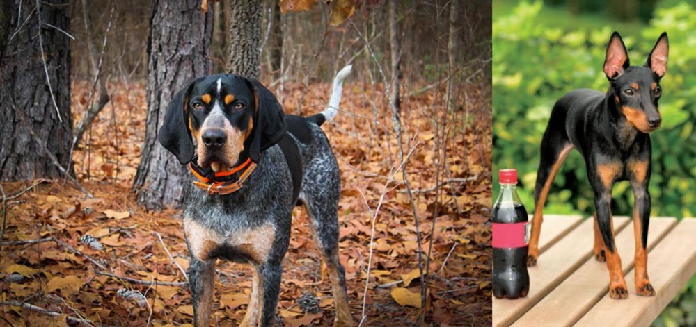 Toy Manchester Terrier vs Bluetick Coonhound - Breed Comparison