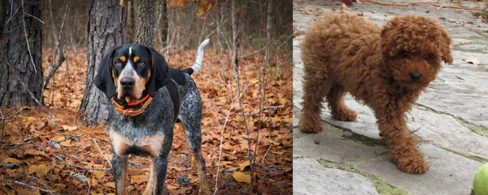 Toy Poodle vs Bluetick Coonhound - Breed Comparison